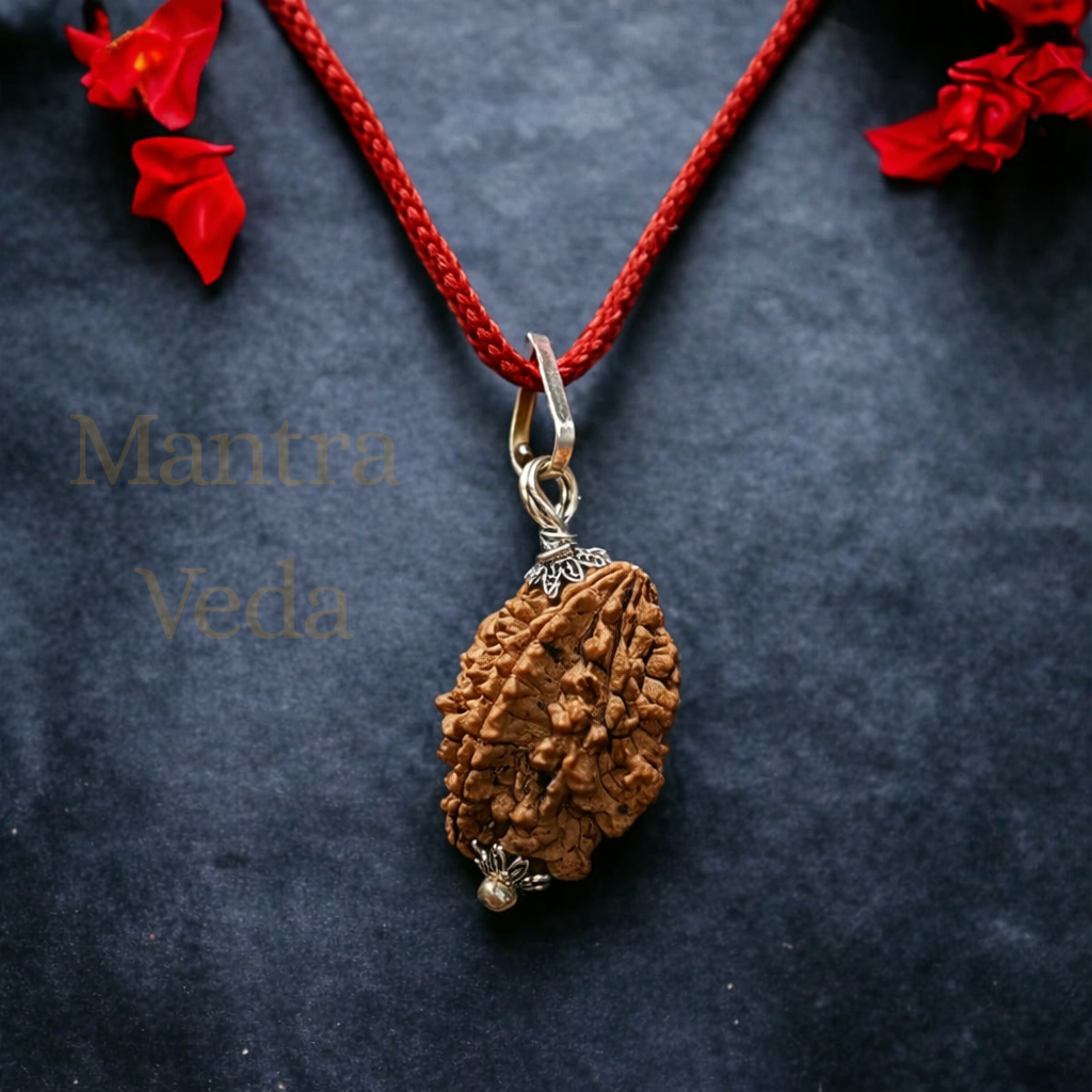 2 Mukhi Indian Rudraksha - Do Mukhi