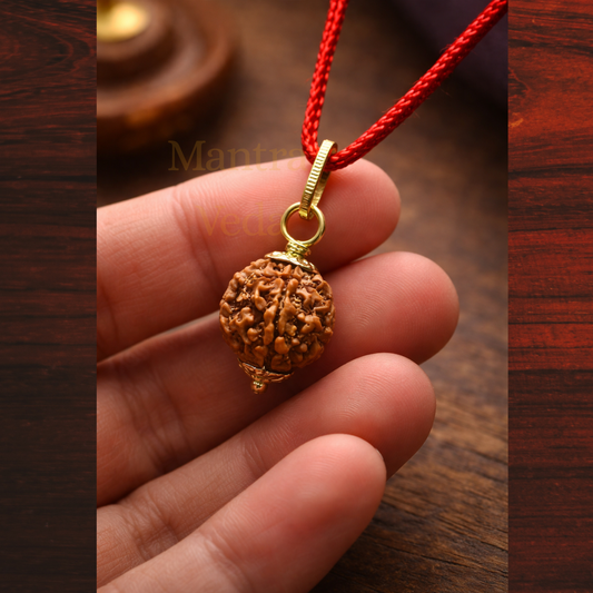 5 Mukhi Nepali Rudraksha - Paanch Mukhi
