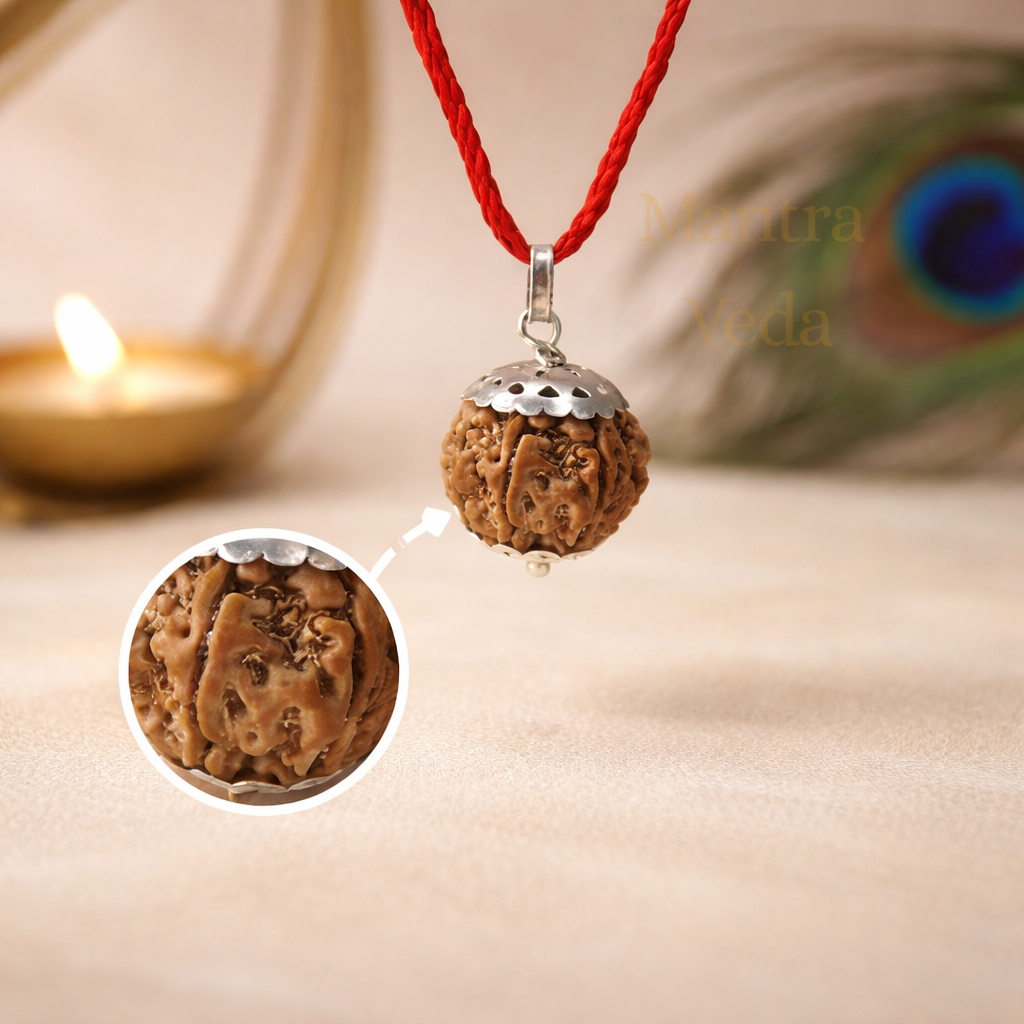 7 Mukhi Nepali Rudraksha - Saat Mukhi