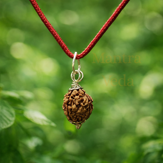 4 Mukhi Nepali Rudraksha - Chaar Mukhi