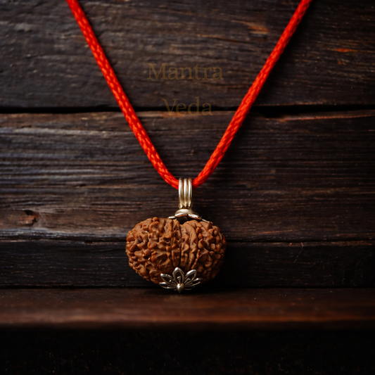11 Mukhi Nepali Rudraksha - Gyaarah Mukhi