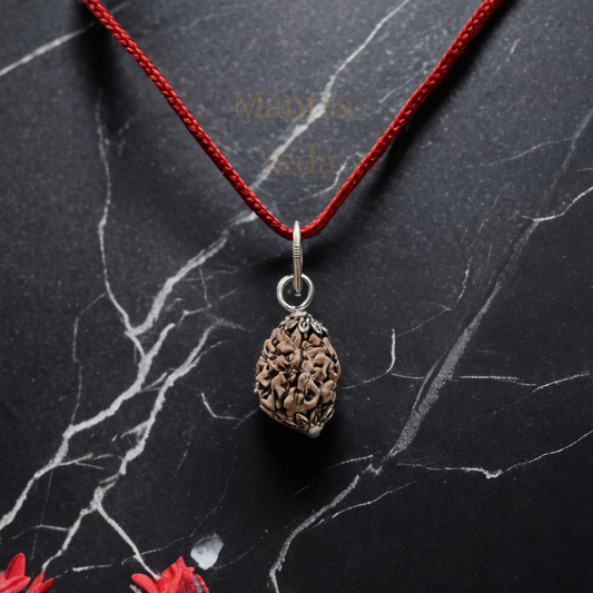 3 Mukhi Indian Rudraksha - Teen Mukhi