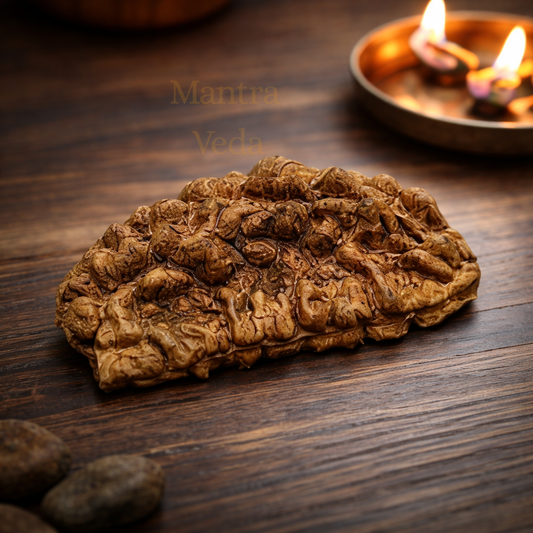 1 Mukhi Indian Rudraksha - Ek Mukhi