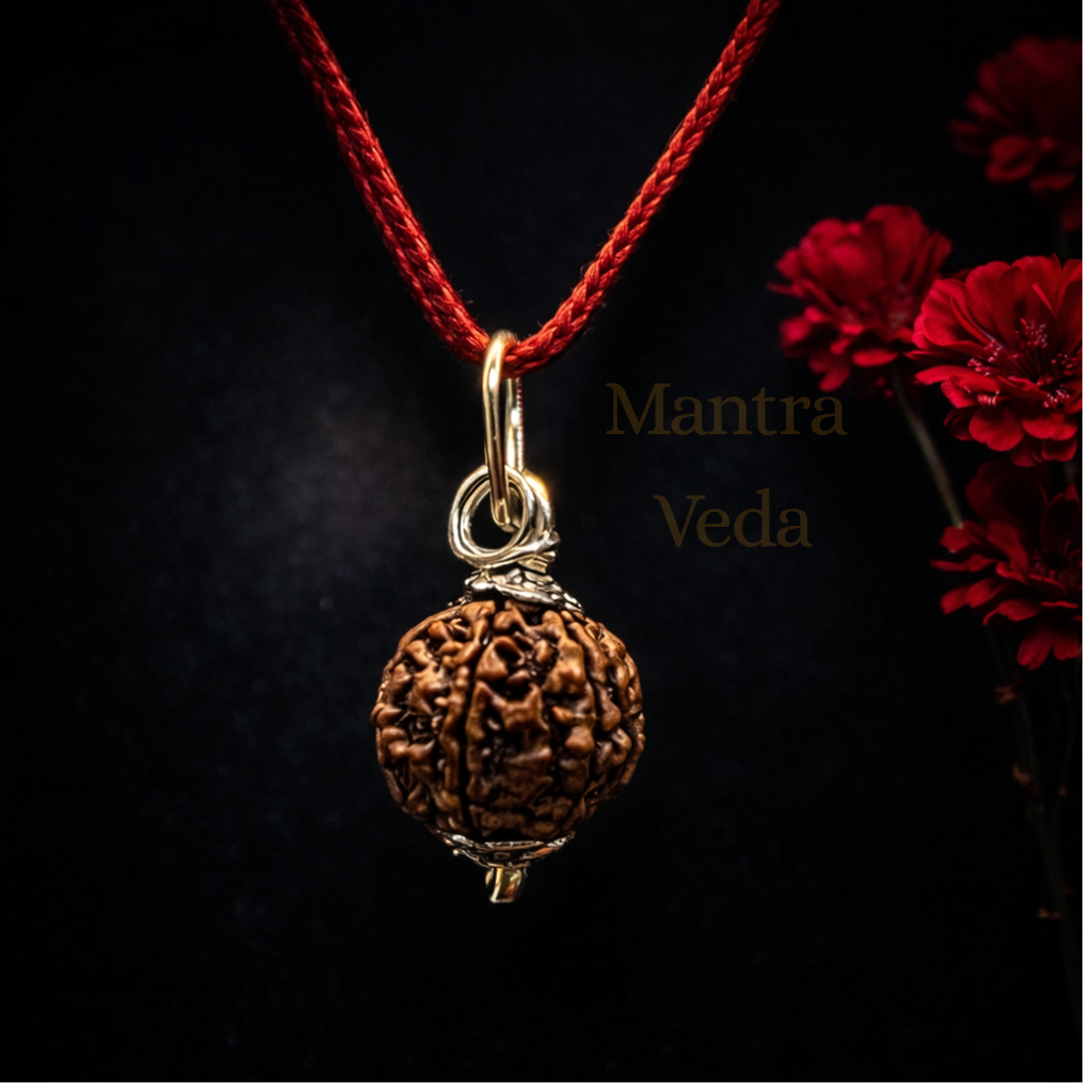 6 Mukhi Nepali Rudraksha - Chhey Mukhi